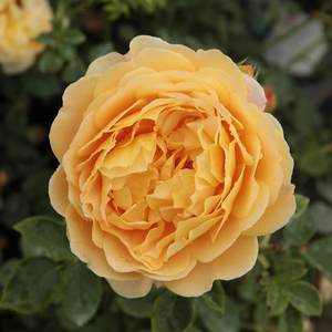 Ausgold - róża - www.karolinarose.pl